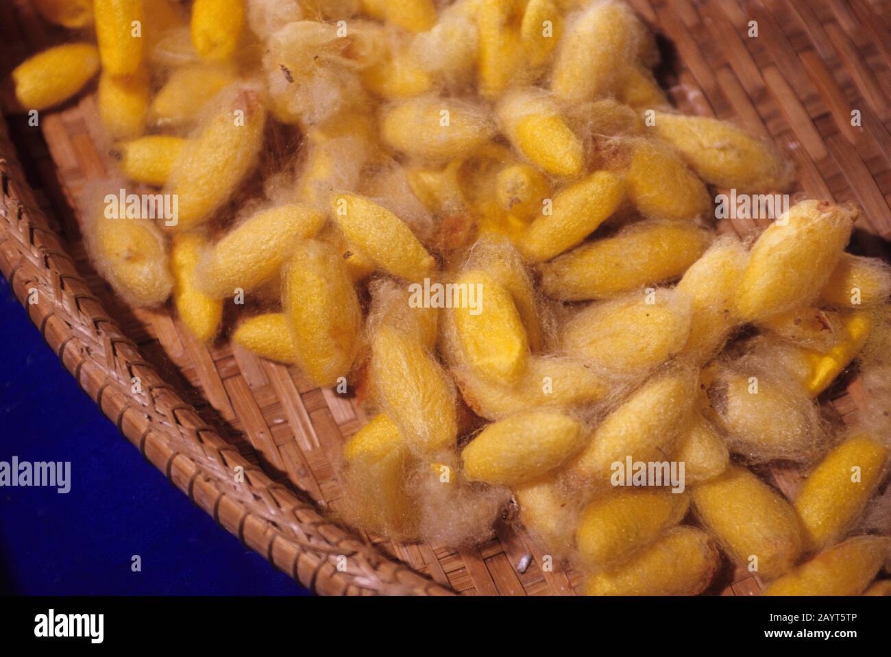 Seidenkokons in einer Seidenspinnerei in der Nähe von Siem Reap in Kambodscha. Stockfoto