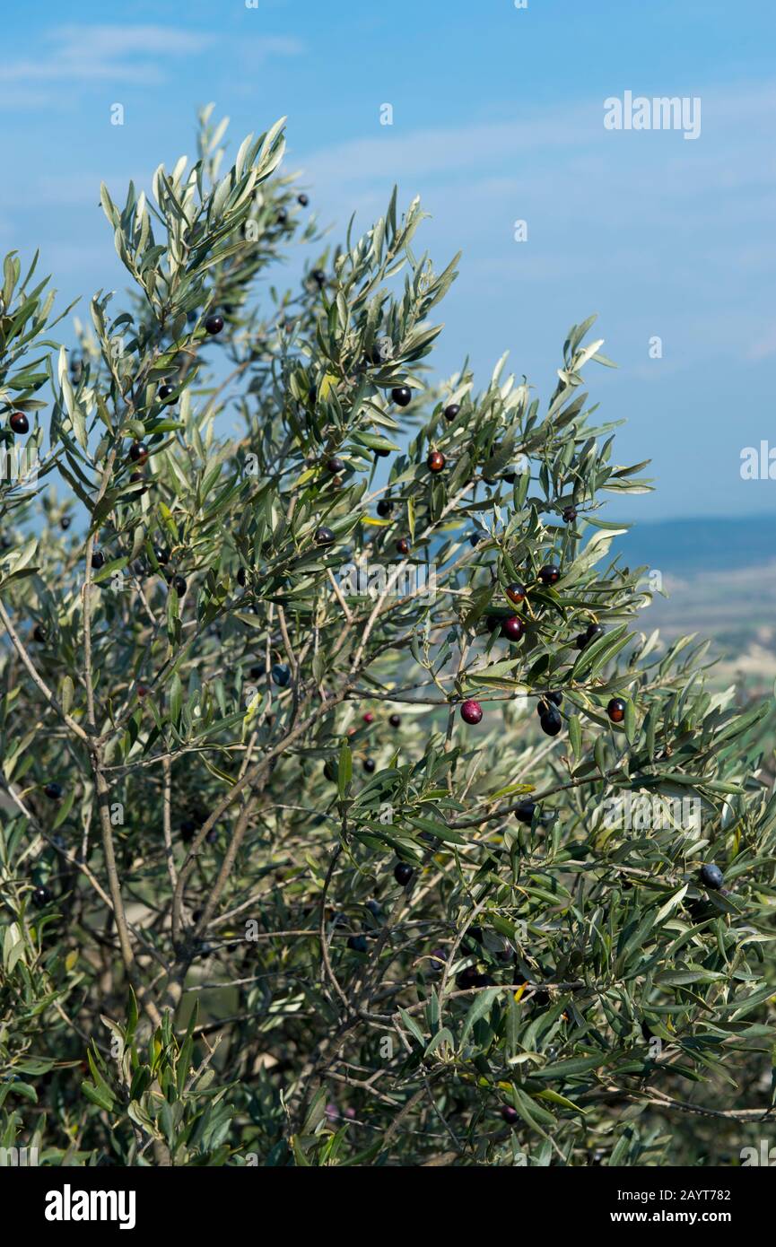 Ein Olivenbaum in der Nähe des Dorfes Gordes im Luberon, Region Provence-Côte d'Azur im Südosten Frankreichs. Stockfoto