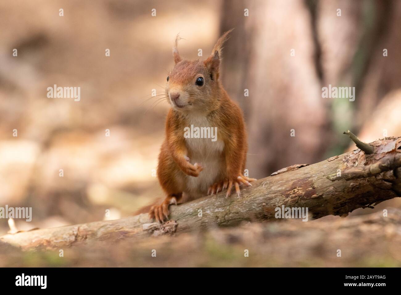 Ein süßes Rothörnchen thront auf einem Holzkehlchen, das vorsichtig um den Wald blickt Stockfoto