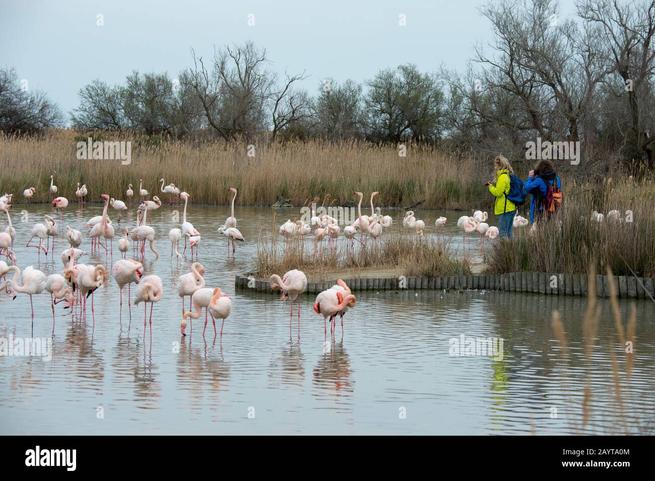 Menschen, die Größere Flamingos (Phönicopterus roseus) im Vogelpark Pont de Grau, einem UNESCO-Weltkulturerbe, in der Nähe von Saintes Marie de beobachten Stockfoto