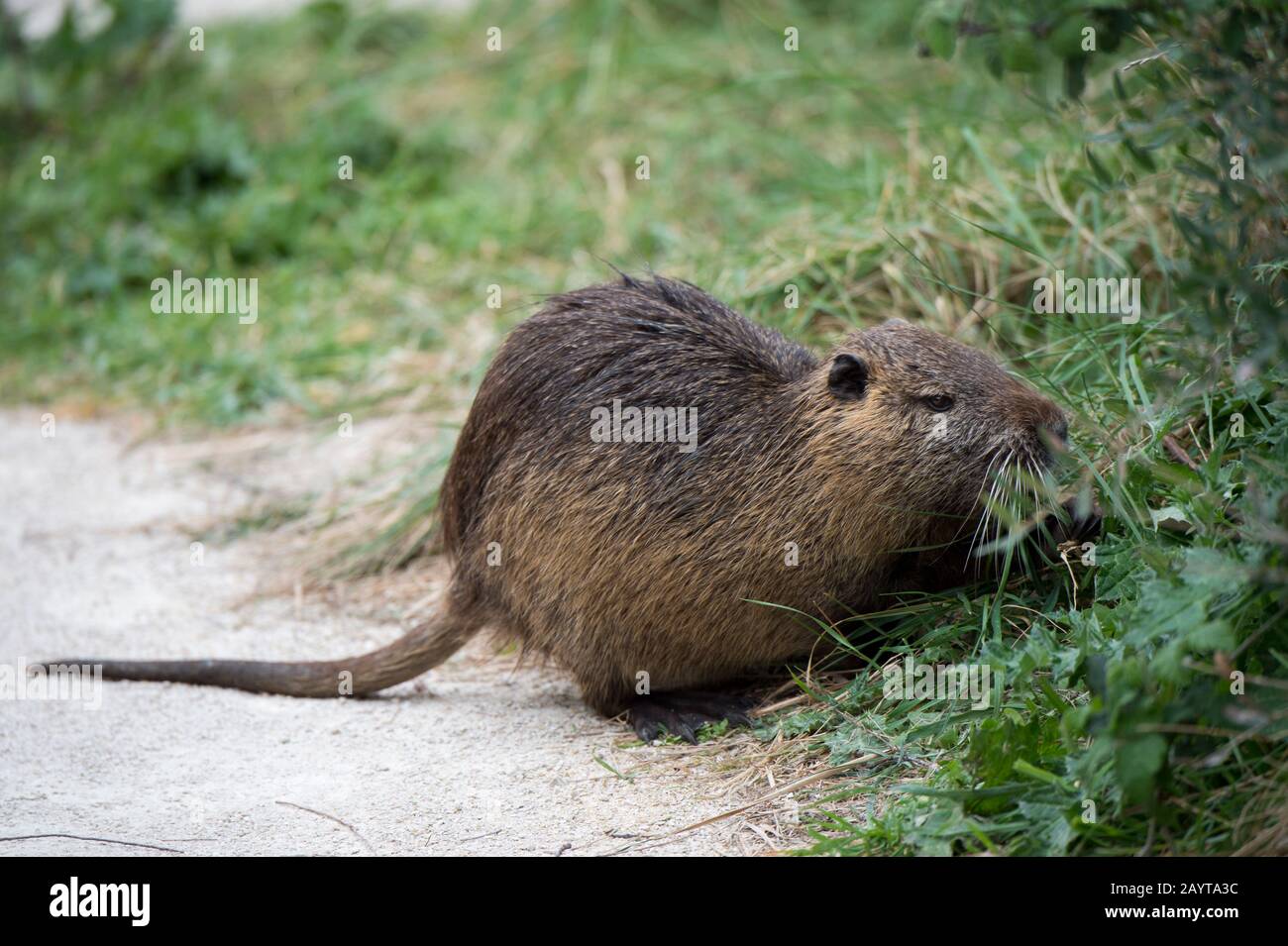 Der Coypu (Myocastor Coypus), auch Flussratte oder Nutria genannt, ist ein großer, herbivorer, semi-aquatischer Nagetier; hier am Vogelpark Pont de Grau, Stockfoto