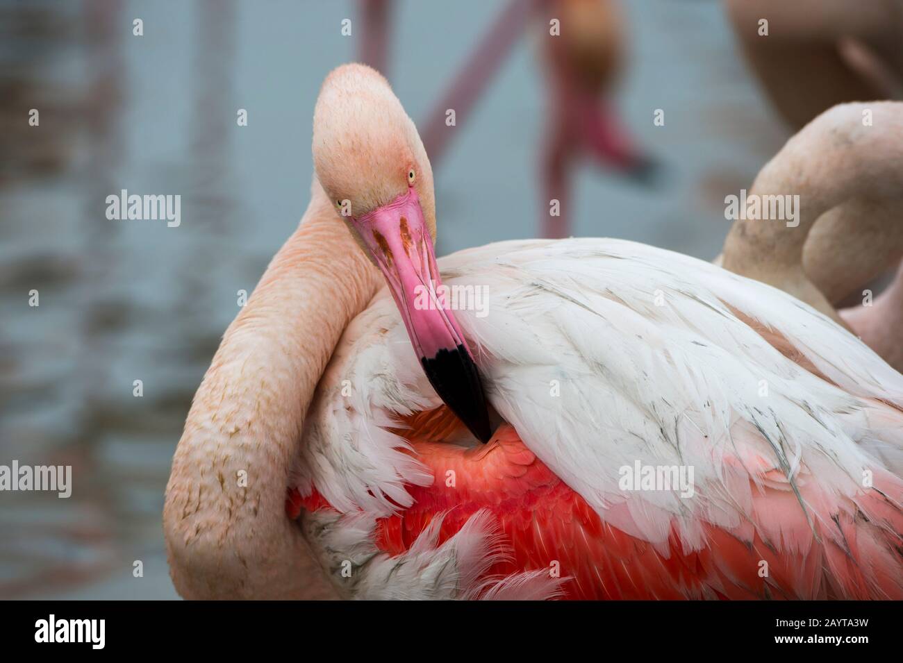 Der größere Flamingo (Phönicopterus roseus), der die Federn im Vogelpark Pont de Grau, einem von der UNESCO ausgewiesenen Biosphärenreservat, in der Nähe von Saintes Mari, vorstellt Stockfoto