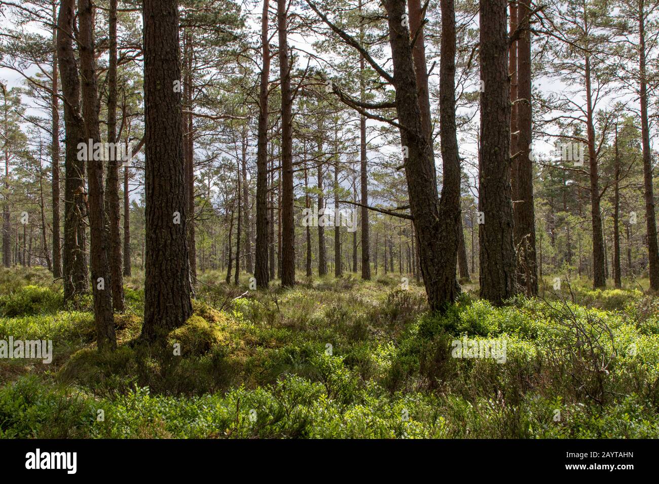 Ein Wald, der in die Ferne mit üppiger grüner Bodenflora reicht Stockfoto