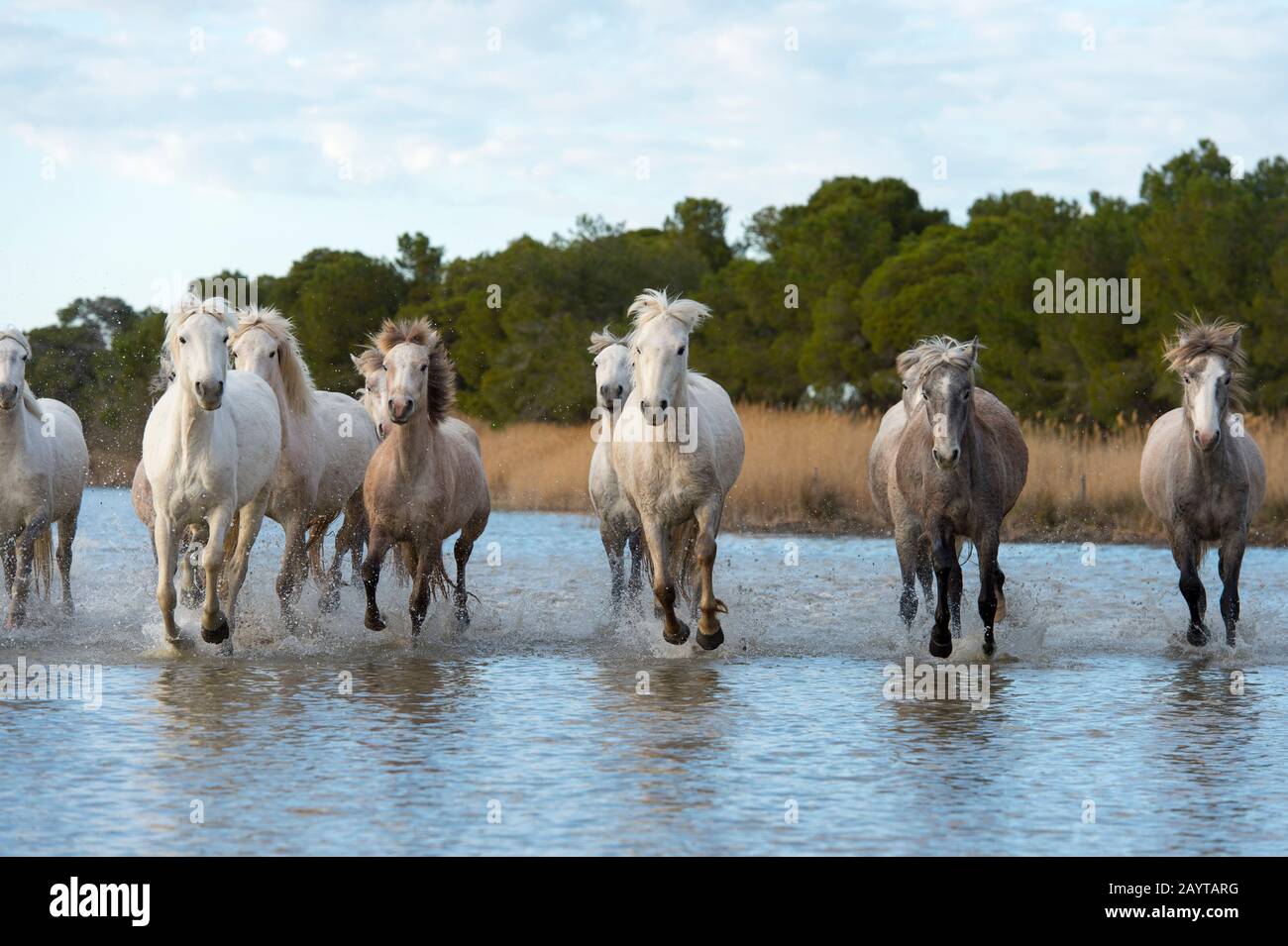 Camargue Pferde in einem Sumpf der Camargue in Südfrankreich auf die Kamera zulaufend. Stockfoto