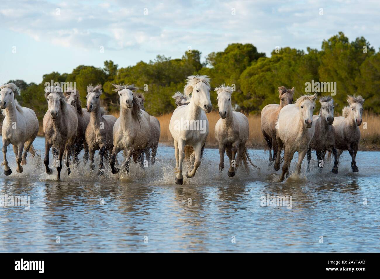Camargue Pferde in einem Sumpf der Camargue in Südfrankreich auf die Kamera zulaufend. Stockfoto