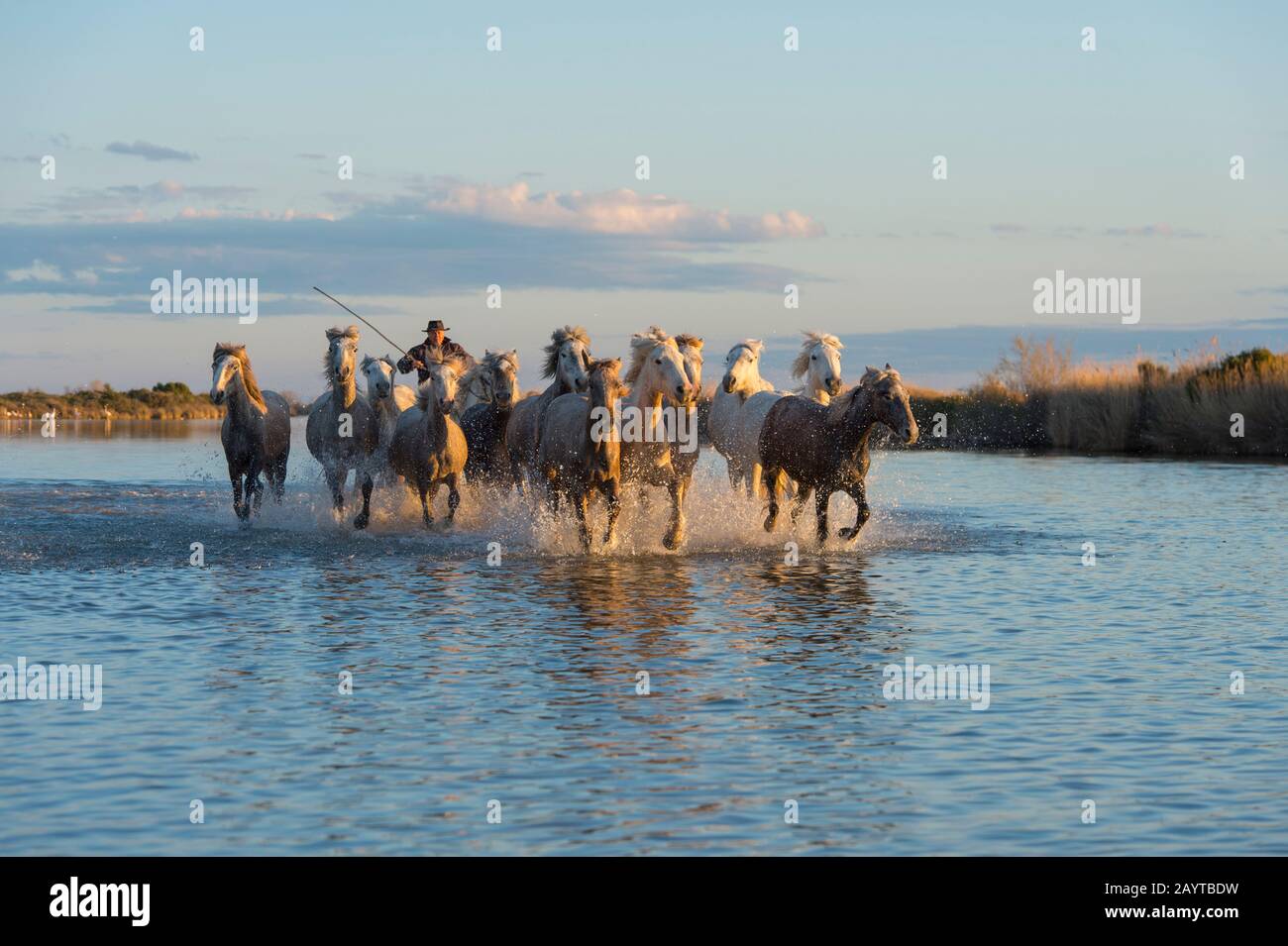 Camargue-Pferde in einem Sumpf der Camargue in Südfrankreich werden von einem Guardian (Camargue Cowboy) in Richtung der Kamera im Abendlicht herangefahren. Stockfoto