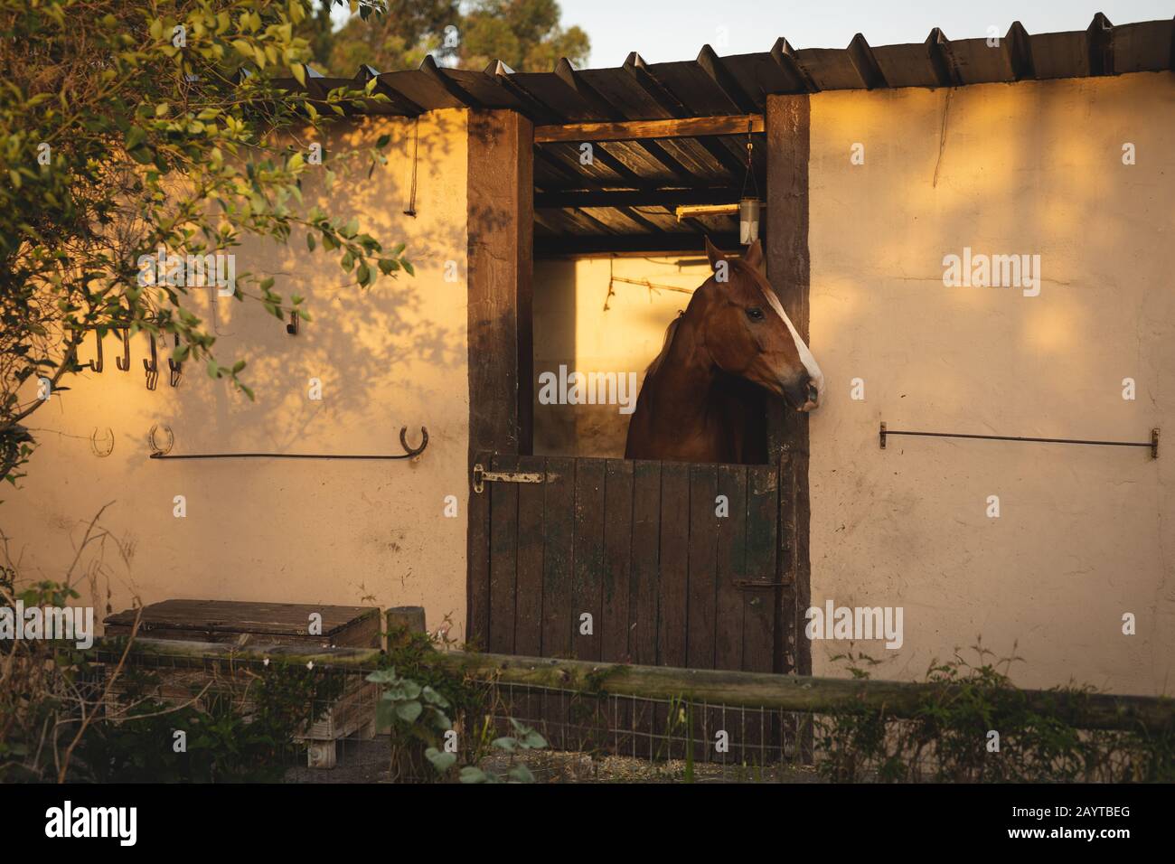 Pferd wartet in seinem Kasten Stockfoto