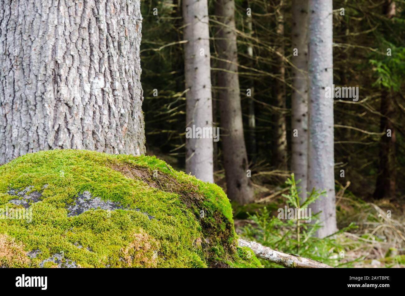 Heller moosiger Felsen tief im Wald Stockfoto