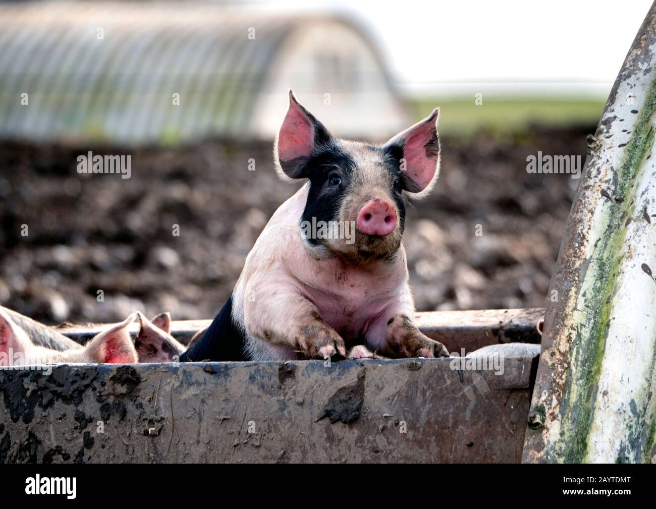 Süßes, pinkfarbenes und schwarzes Ferkel im Ferkel: Hausschweine, die Allesfresser sind, sind hochsoziale und intelligente Säugetiere, die biologisch dem Menschen ähneln. Stockfoto