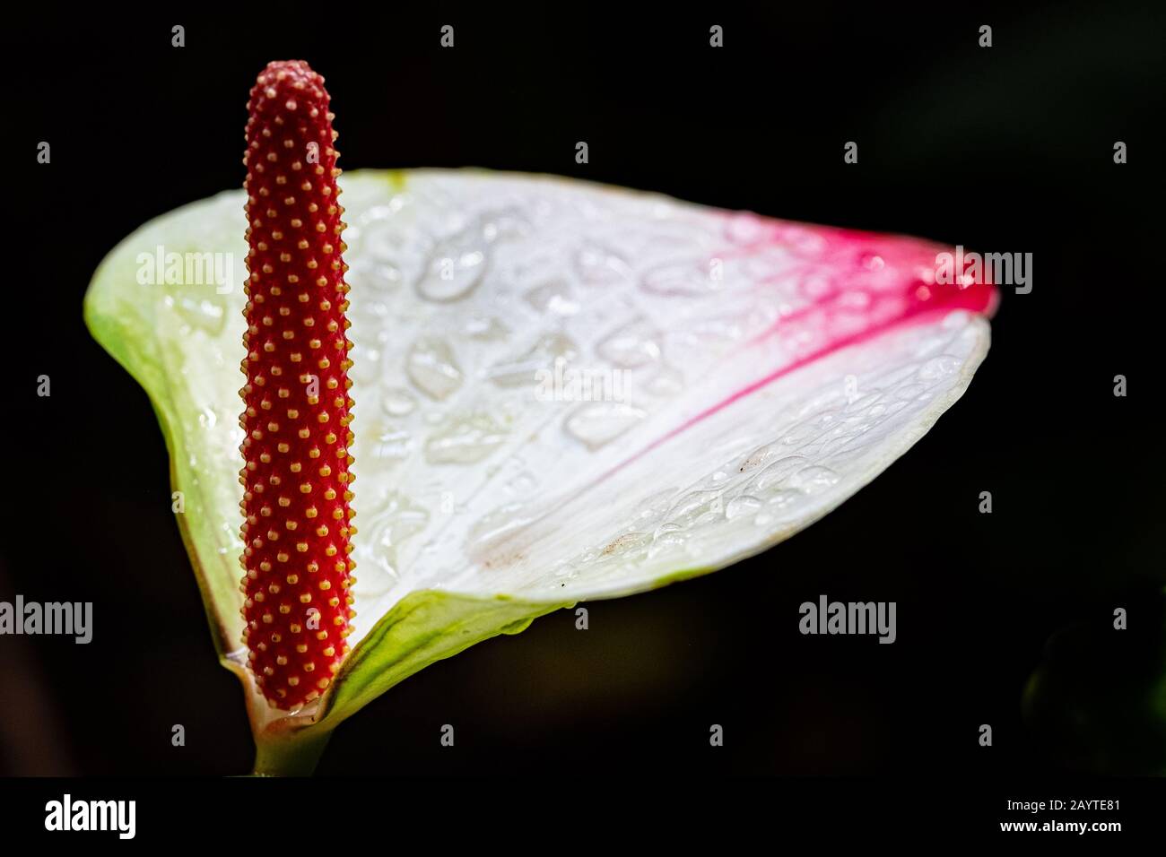 Tropisches Anthurium im Glashaus in Kew Gardens in London. Stockfoto