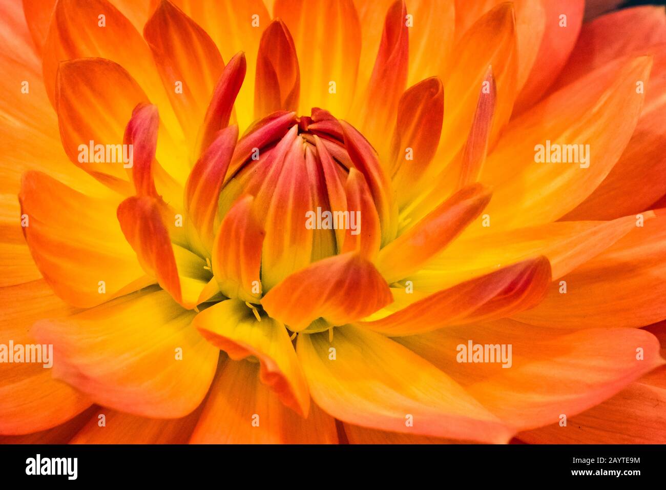 Das Herz einer preisgekrönten orangefarbenen Dahlia im RHS Wisley Gardens Stockfoto