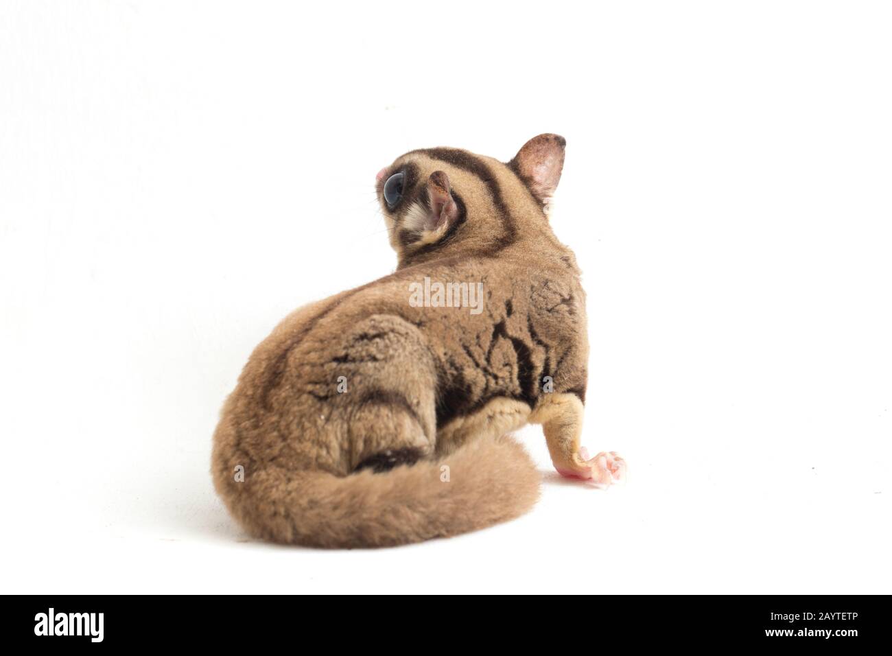 Sugar Glider - Petaurus breviceps isoliert auf weißem Hintergrund Stockfoto
