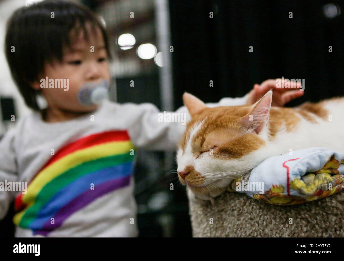 (200217) - ABBOTSFORD, 17. Februar 2020 (Xinhua) - ein Kind versucht, eine Katze während einer Tierschau in Abbotsford, Kanada, 16. Februar 2020 zu streicheln. Die jährliche Tierschau zog Zehntausende Tierfreunde an. (Foto von Liang Sen/Xinhua) Stockfoto