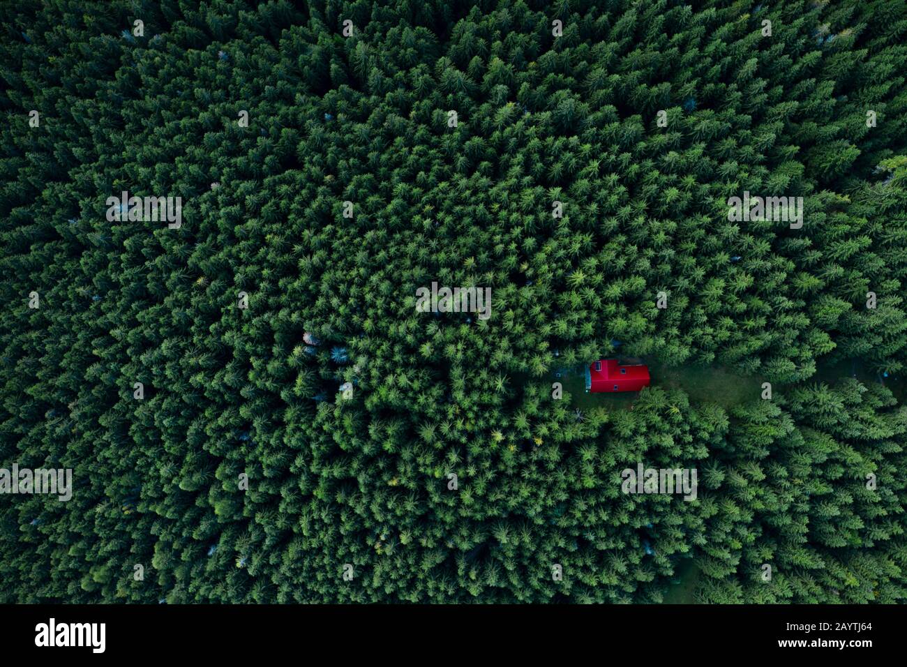 Märchenhaftes kleines Haus im Wald aus einer Drohne. Stockfoto
