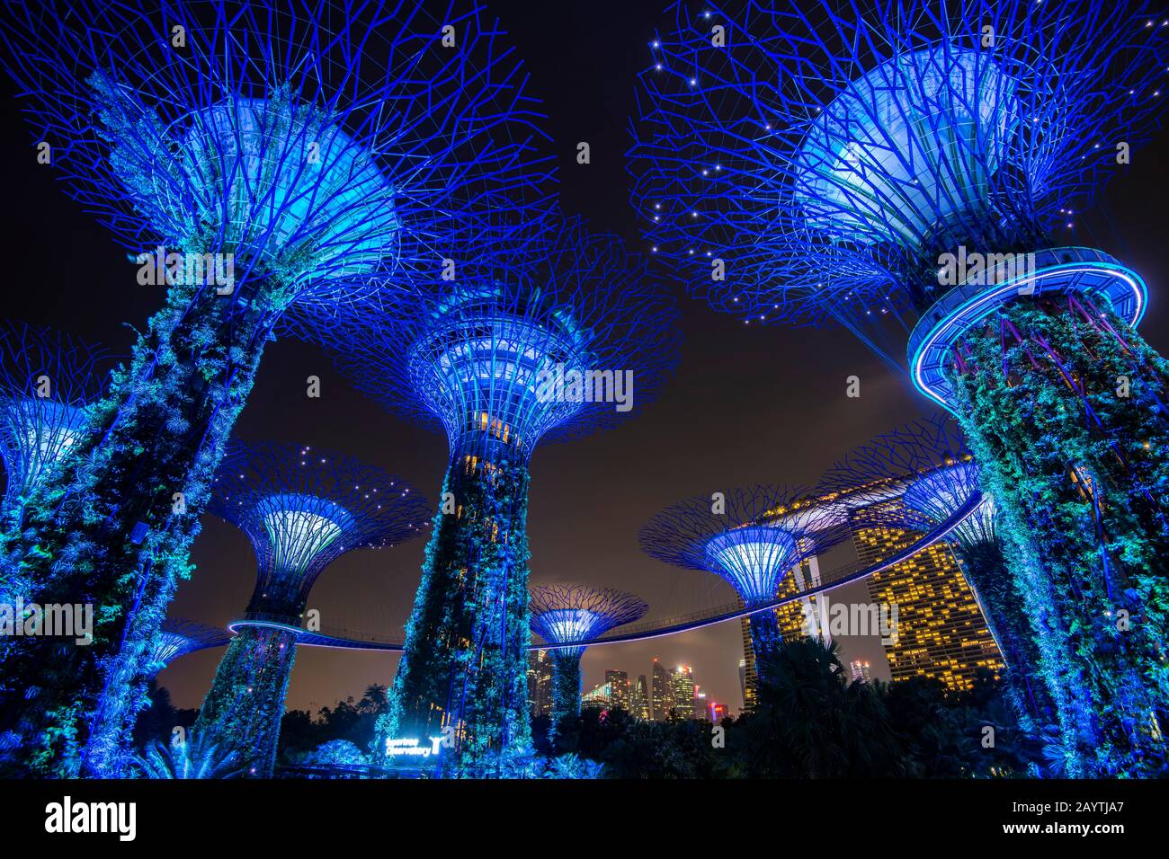 Supertrees bei Nacht, Brücke oder Skyway zwischen den Bäumen, Marina Bay Sands Hotel im Hintergrund, Supertree Grove, Gardens by the Bay, Singapur Stockfoto