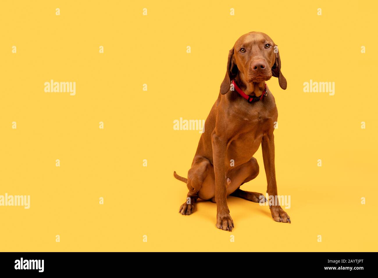 Niedliches, lustiges, ungarisches vizsla-hund-Studio-Porträt mit Ganzkörper-Studio. Lustiger Hund sitzt und blickt auf die Kamera, Vorderansicht über hellgelben Hintergrund. Stockfoto