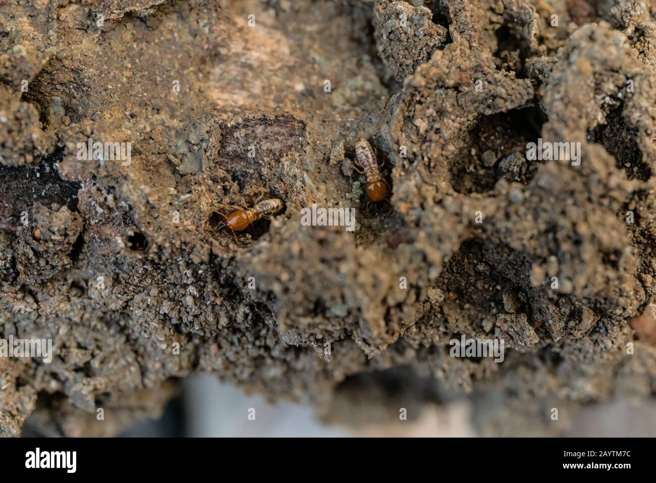 Trockenholz Termites auf dem alten Holz verrottet Stockfoto