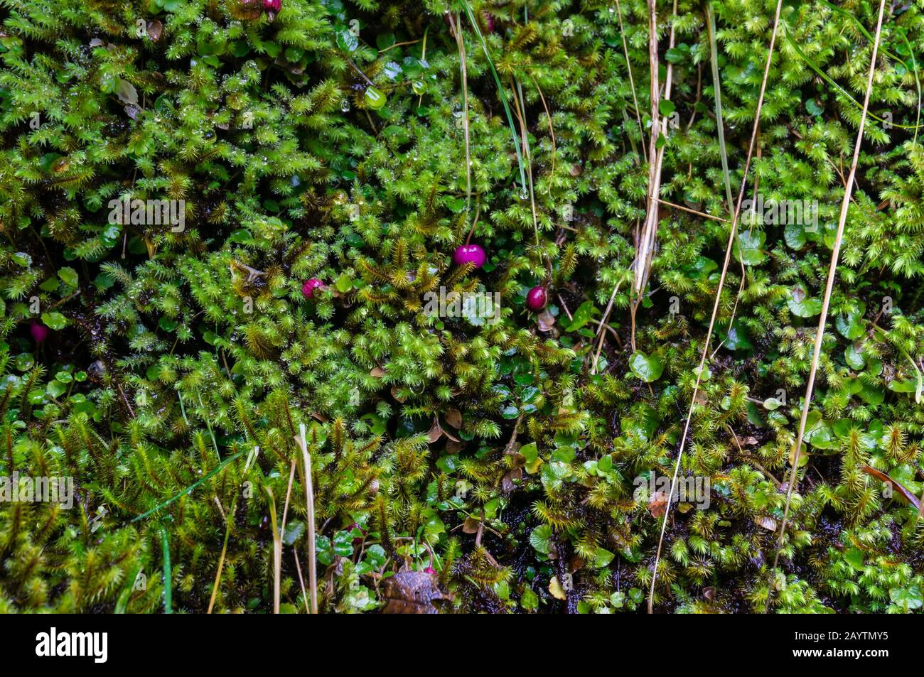 Nahaufnahme von kleiner grüner alpiner Pflanzentextur mit leuchtend rosafarbenen Beeren. Hintergrund der Naturtextur Stockfoto