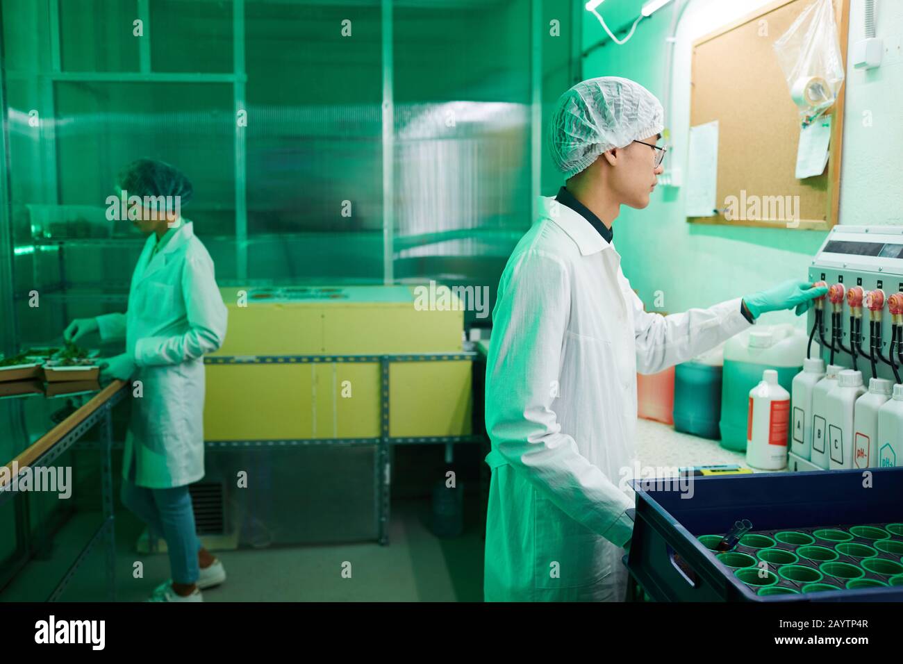Seitenansicht bei zwei Arbeitern, die Schutzkleidung tragen, die im Biolabor oder Baumschul-Gewächshaus arbeiten, Kopierraum Stockfoto