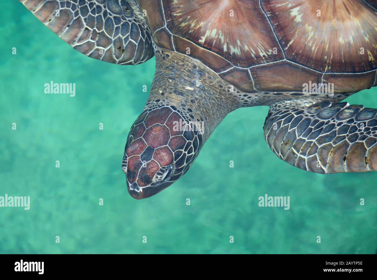 Nahaufnahme einer grünen Meeresschildkröte (Chelonia mydas) von oben Stockfoto