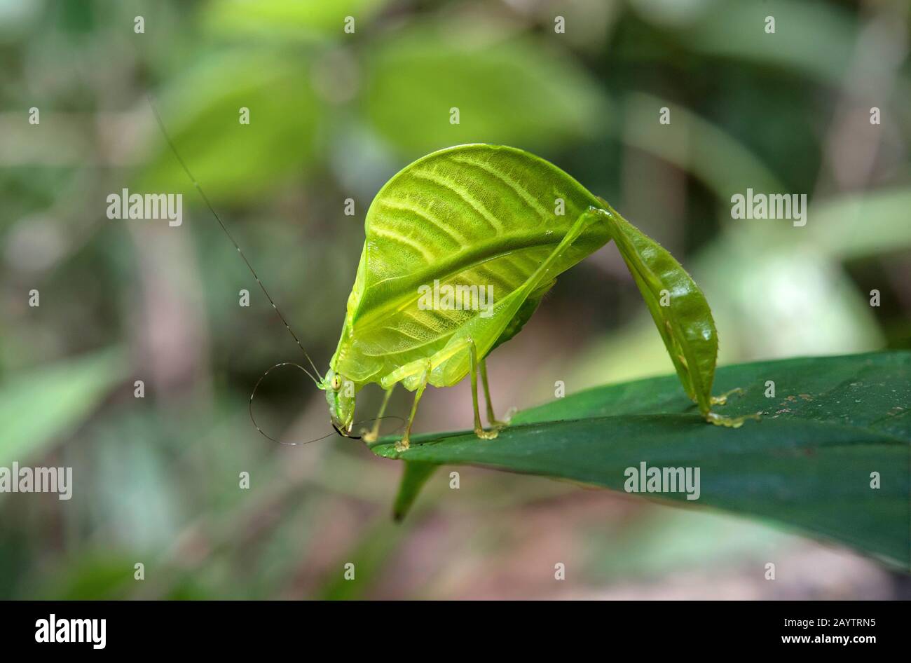 Blattkatydid Eulophyllum lobatum, imitierend Dschungellaub, Kinabalu-Nationalpark, Sabah, Borneo, Malaysia Stockfoto