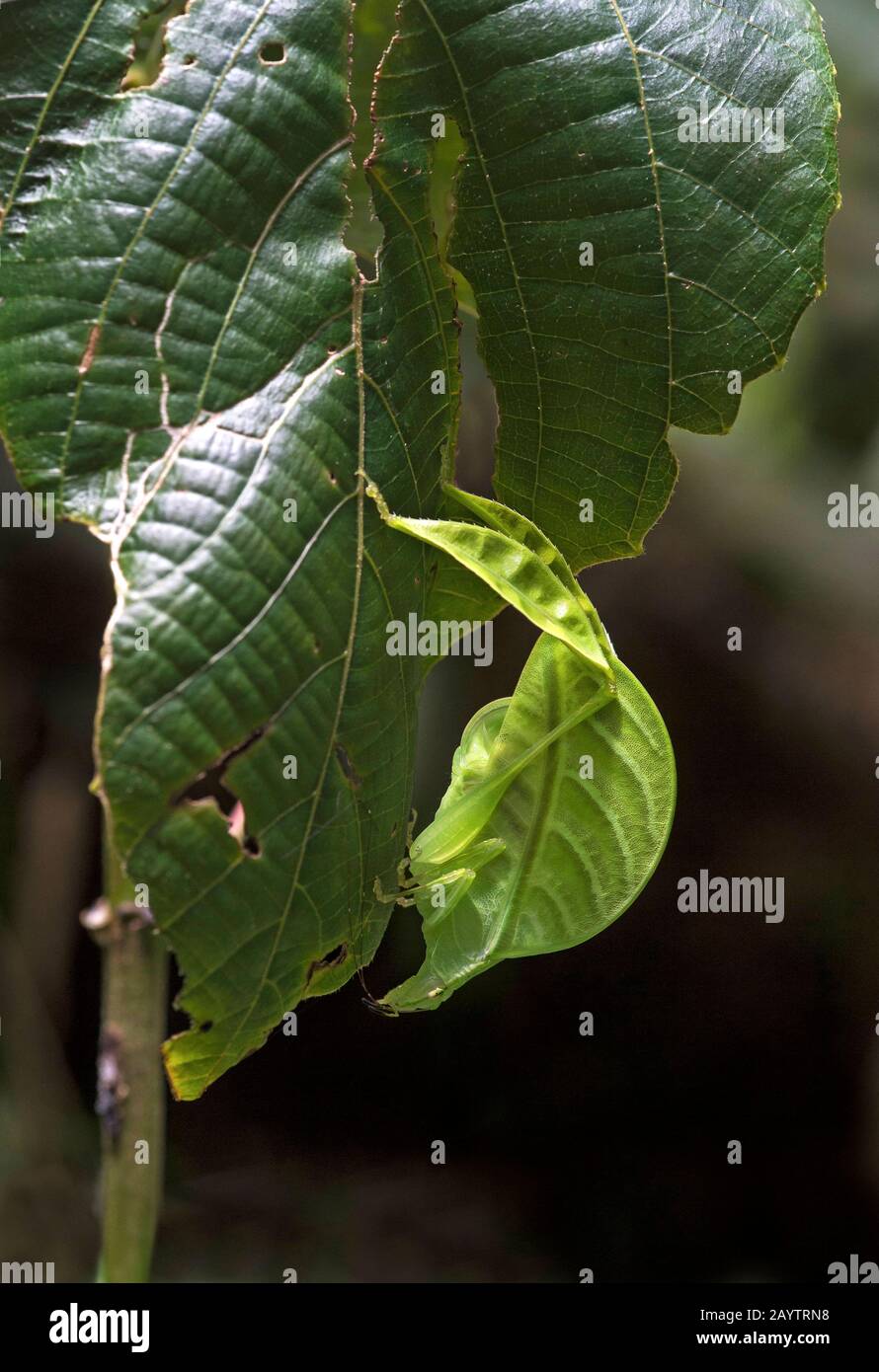 Blattkatydid Eulophyllum lobatum, imitierend Dschungellaub, Kinabalu-Nationalpark, Sabah, Borneo, Malaysia Stockfoto