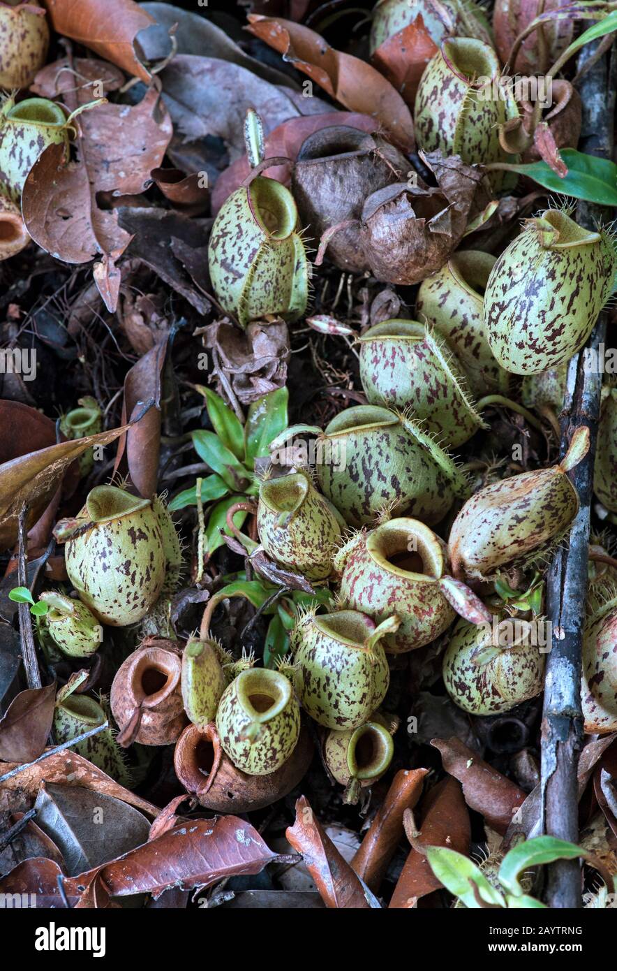 Cluster aus Erdkrügen von Nepenthes ampullaria in situ, Pitcher Plant Family (Nepenthaire), Kinabatangan River Flood Plain, Sabah, Borneo, Malaien Stockfoto