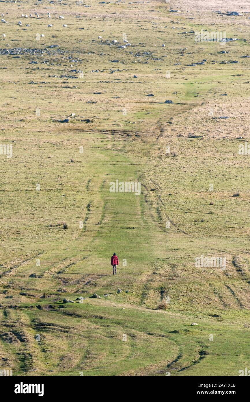 Ein Wanderer, der eine rote Jacke trägt, die bis zum Gipfel des Rough Tor auf dem Bodmin Moor in Cornwall geht.; Stockfoto