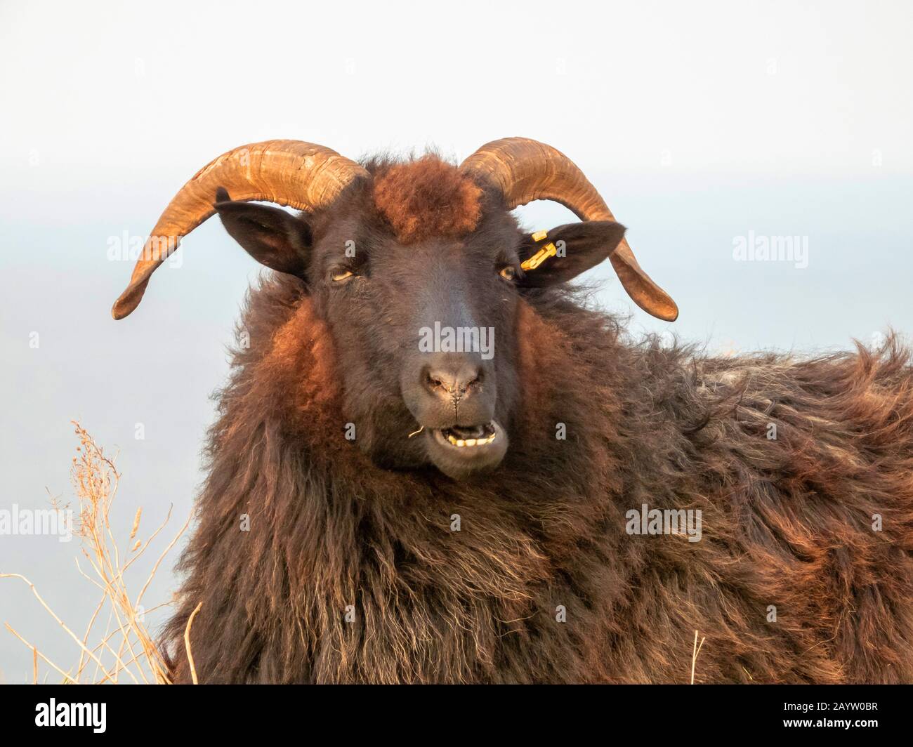 Heidschnucke, Heath Sheep (Ovis ammon f. Widder), Porträt, Deutschland, Schleswig-Holstein, Helgoland Stockfoto