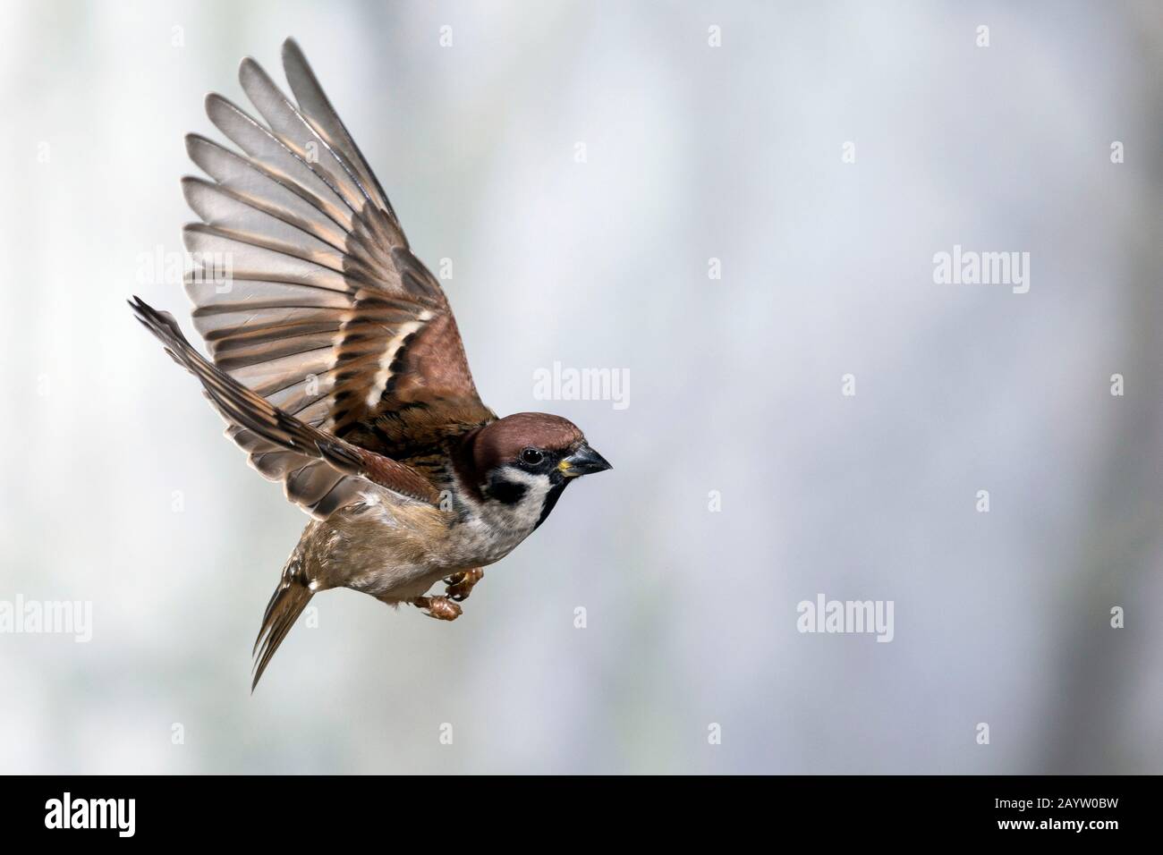 Eurasischer Baumpfeil (Passer montanus), im Flug, Seitenansicht, Deutschland Stockfoto