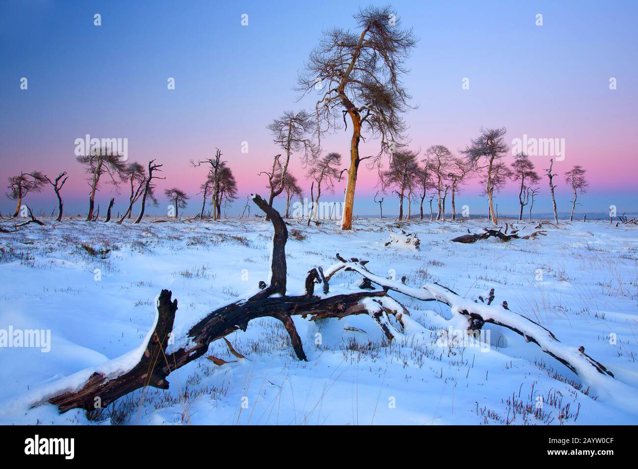 Scotch Pine, Scots Pine (Pinus sylvestris), tote Bäume nach einem Brand im Moorgebiet, Belgien, Ardennen, Noir Flohay, Hoge Venen Stockfoto