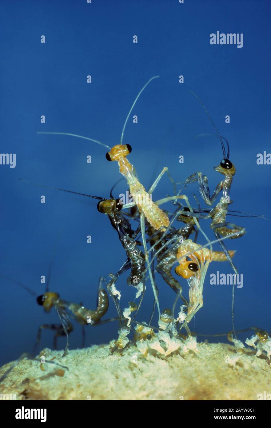 Europäische Preying Mantis (Mantis religiosa), Larve schlüpfen aus den Dein-Kokons Stockfoto