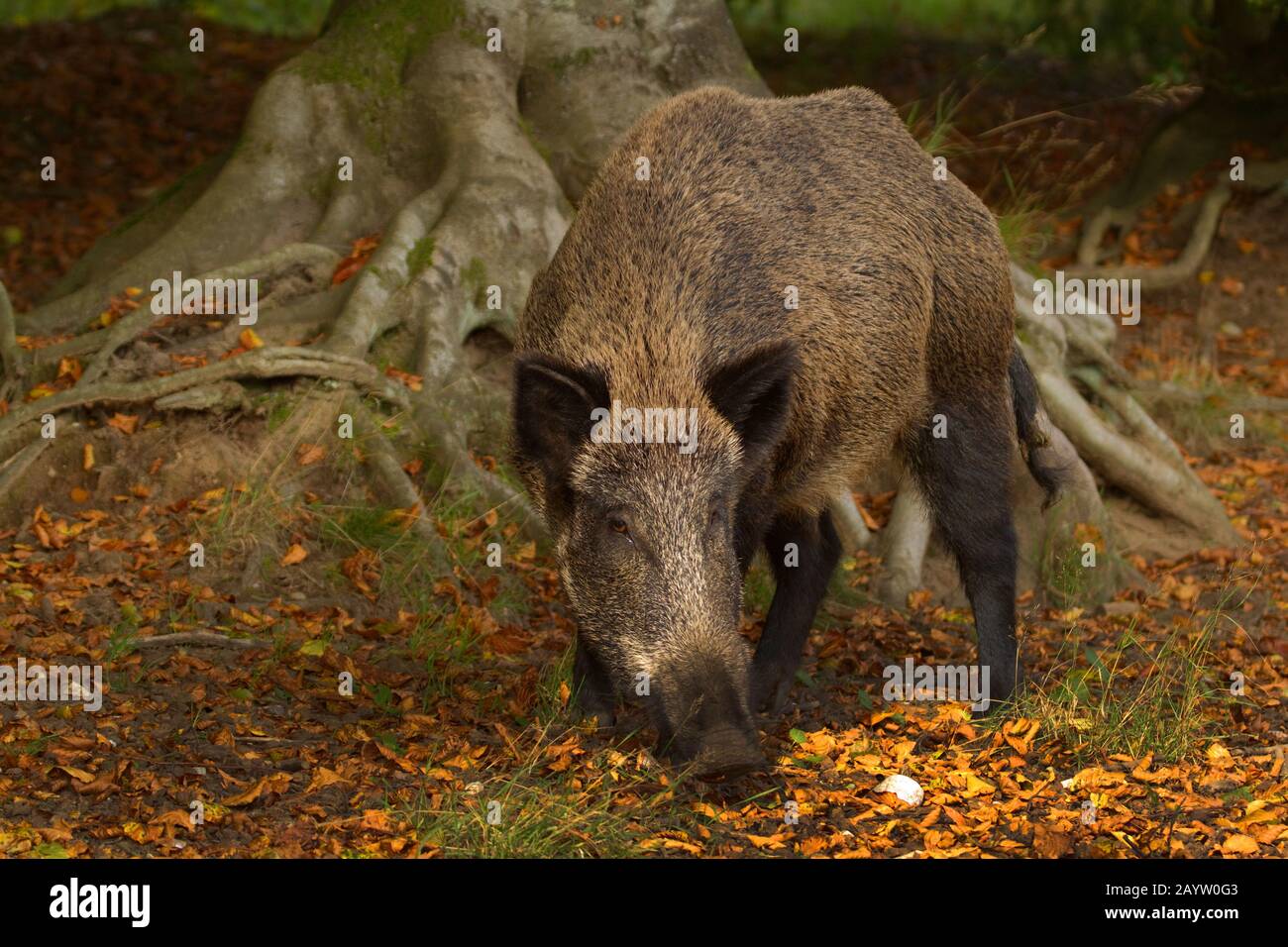 Wildschwein, Schwein, Wildschwein (Sus scrofa), wils säen an einer Wurzel in einem Wald, Deutschland, Niedersachsen Stockfoto