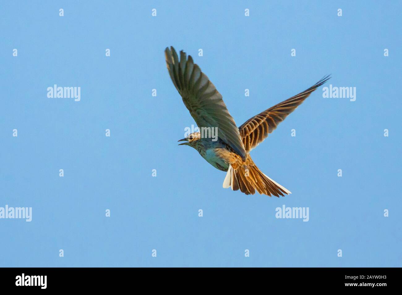 Eurasische Himmelskehlchen (Alauda arvensis), im Flug im blauen Himmel und Gesang, Seitenansicht, Deutschland, Bayern, Niederbayern, Niederbayern Stockfoto