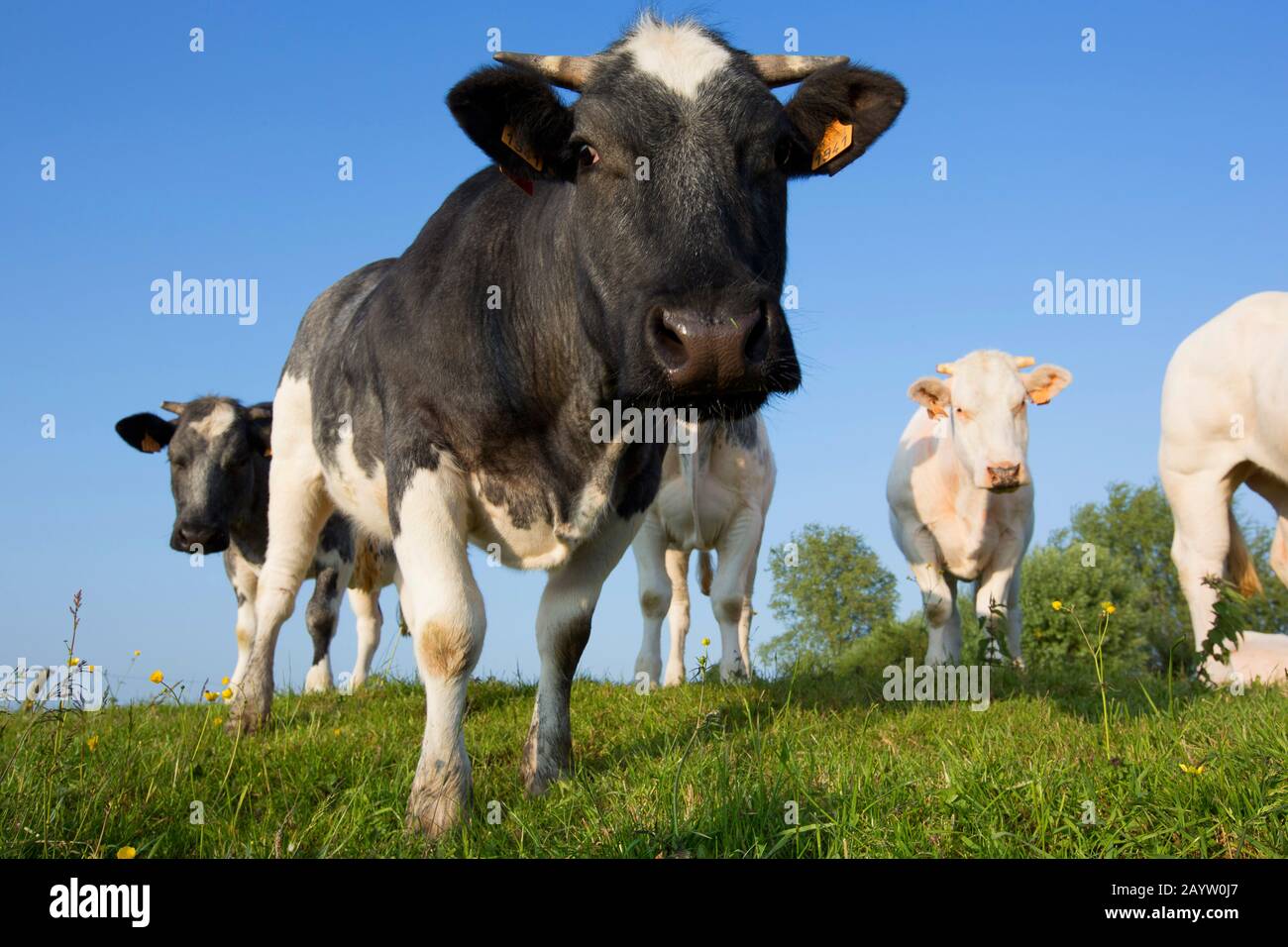 Hausrind (Bos primigenius f. Taurus), Kühe auf Weide, Belgien, Ostflandern Stockfoto
