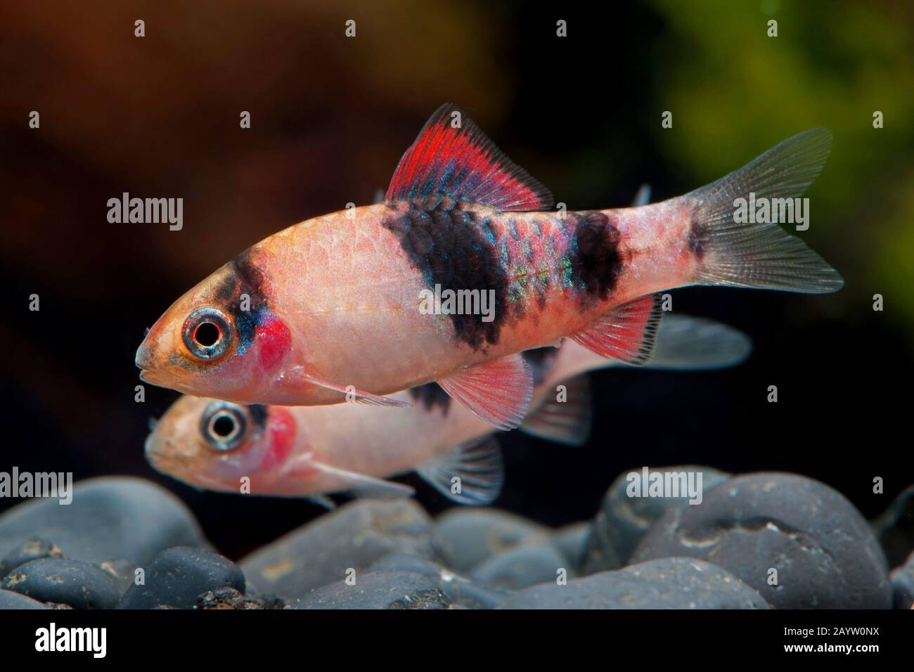 Melonenbarb (Haludaria fasciata), Schwimmen, Seitenansicht Stockfoto