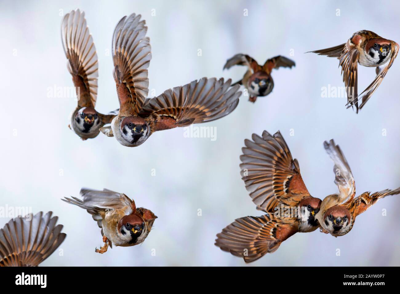 Eurasischer Baumpfeil (Passer montanus), Gruppe im Flug, Deutschland Stockfoto