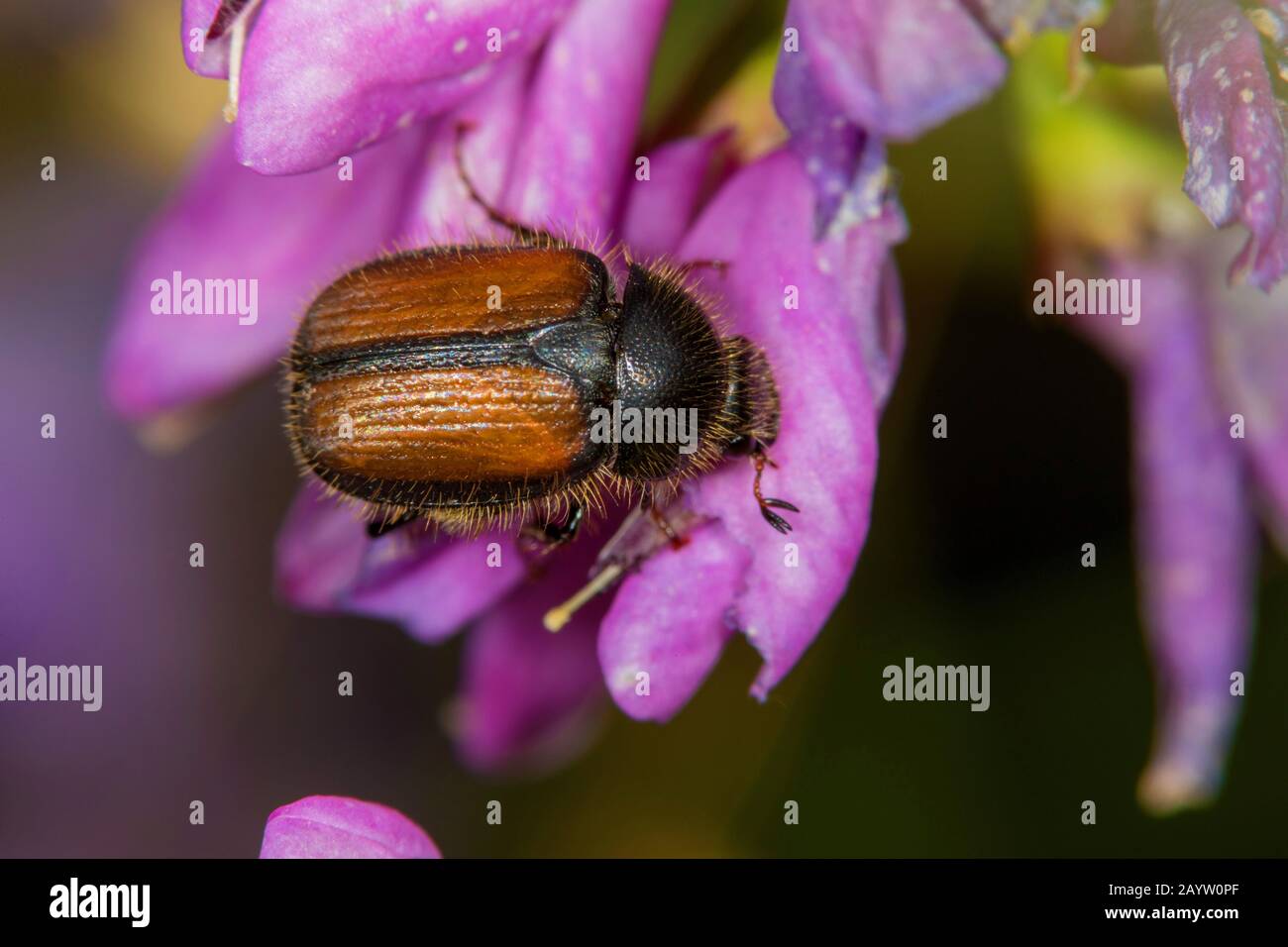 Scarab-Käfer (Omaloplia nigromarginata), stark gefährdete Arten, Deutschland Stockfoto