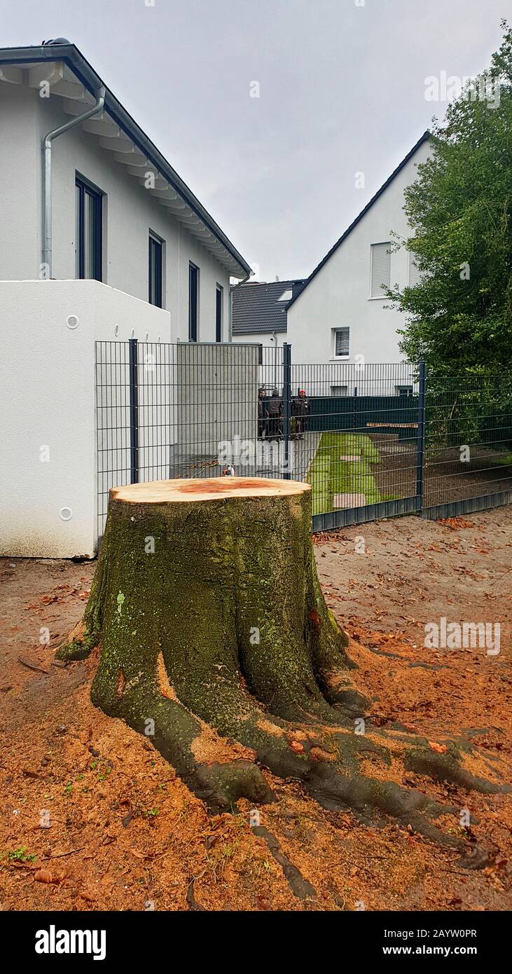 Gewöhnliche Buche (Fagus sylvatica), gerobener Straßenbaum, Deutschland Stockfoto