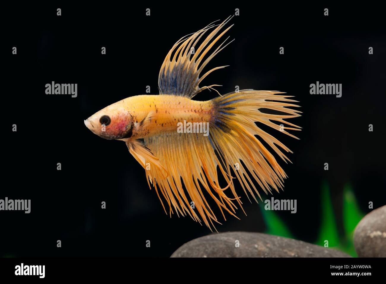 Siamesischer Kampffisch, siamesischer Kämpfer (Betta splendens Crowntail Senf Gas), Crowntail Senf Gas Stockfoto