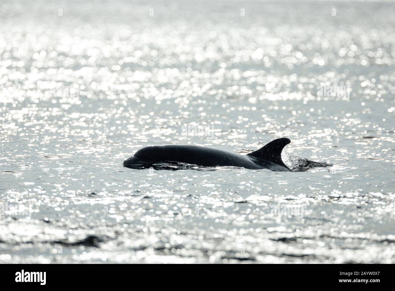 Bottlenosed Delfin, Common Bottle-nased Delphin (Tursiops truncatus), Schwimmen an der Wasseroberfläche, Seitenansicht, Großbritannien, Schottland, Black Isle, Chanonry Point Stockfoto