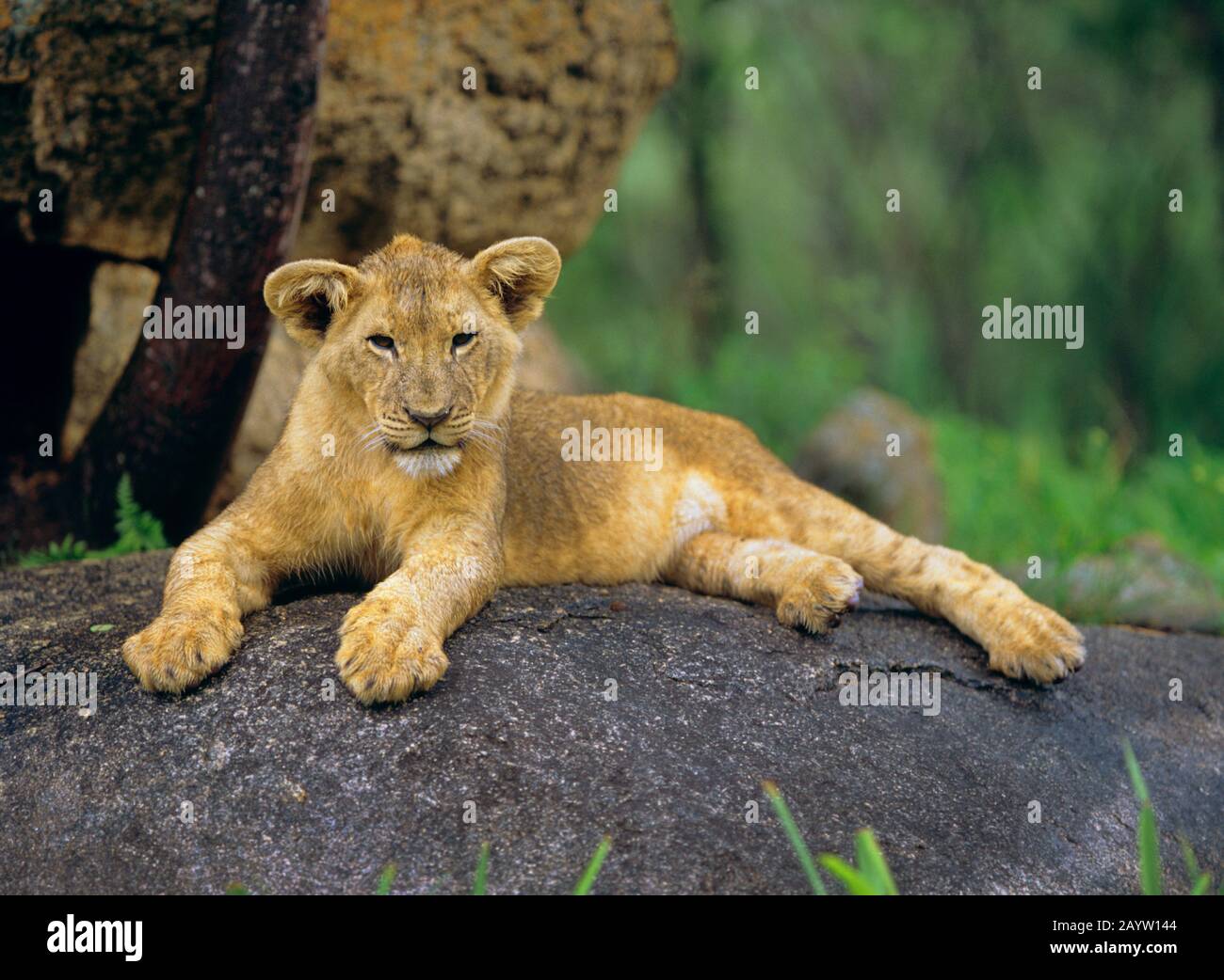 Löwe (Panthera leo), junger Löwe, der auf einem Felsbrocken ruht, Afrika Stockfoto