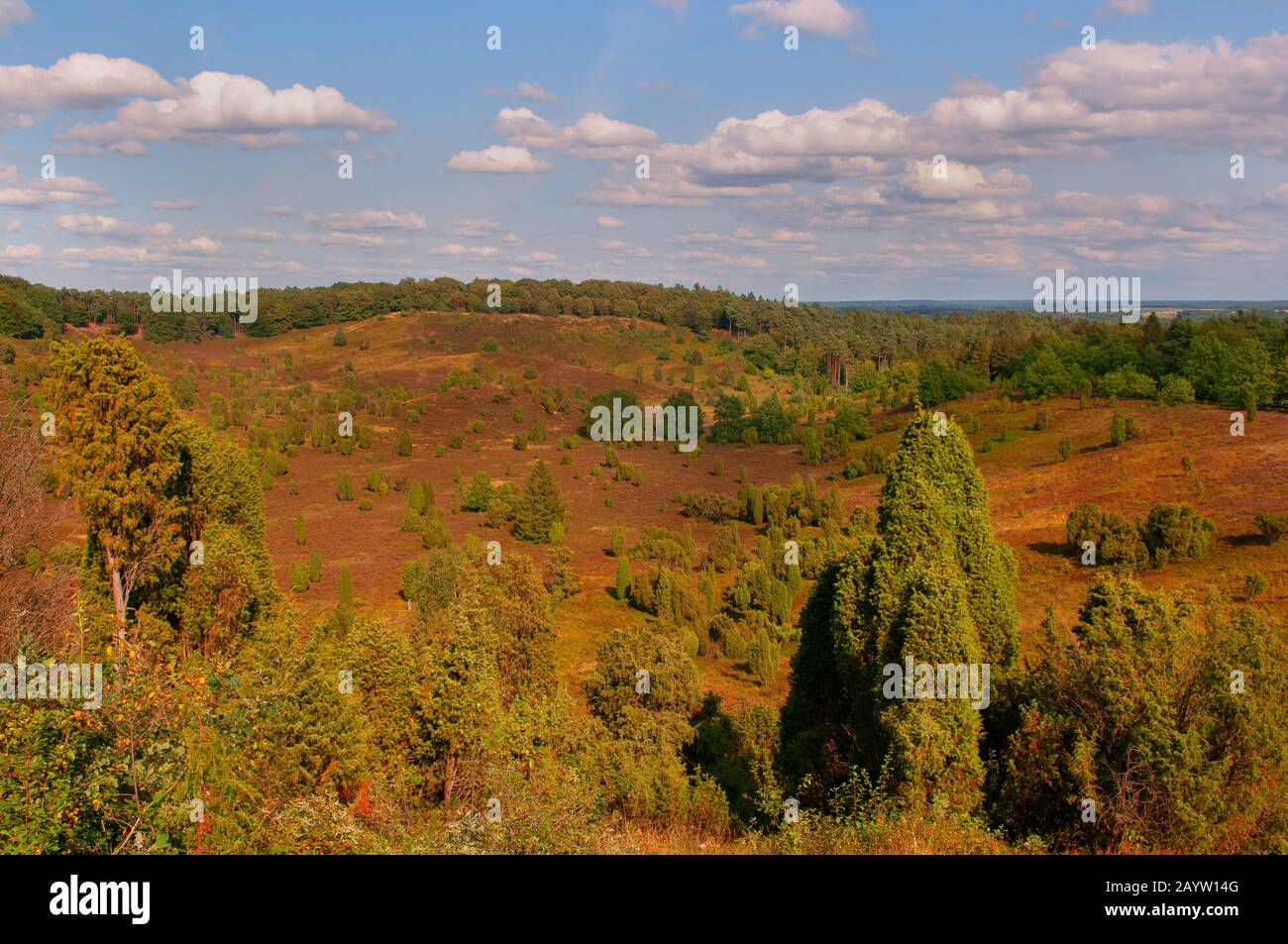 Gemeinsamer Wacholder, Bodenjuniper (Juniperus communis), Naturschutzgebiet Totengrund auf der Luenebburger Heide mit vielen Wacholdern, Deutschland, Niedersachsen, Luenebburger Heide Stockfoto