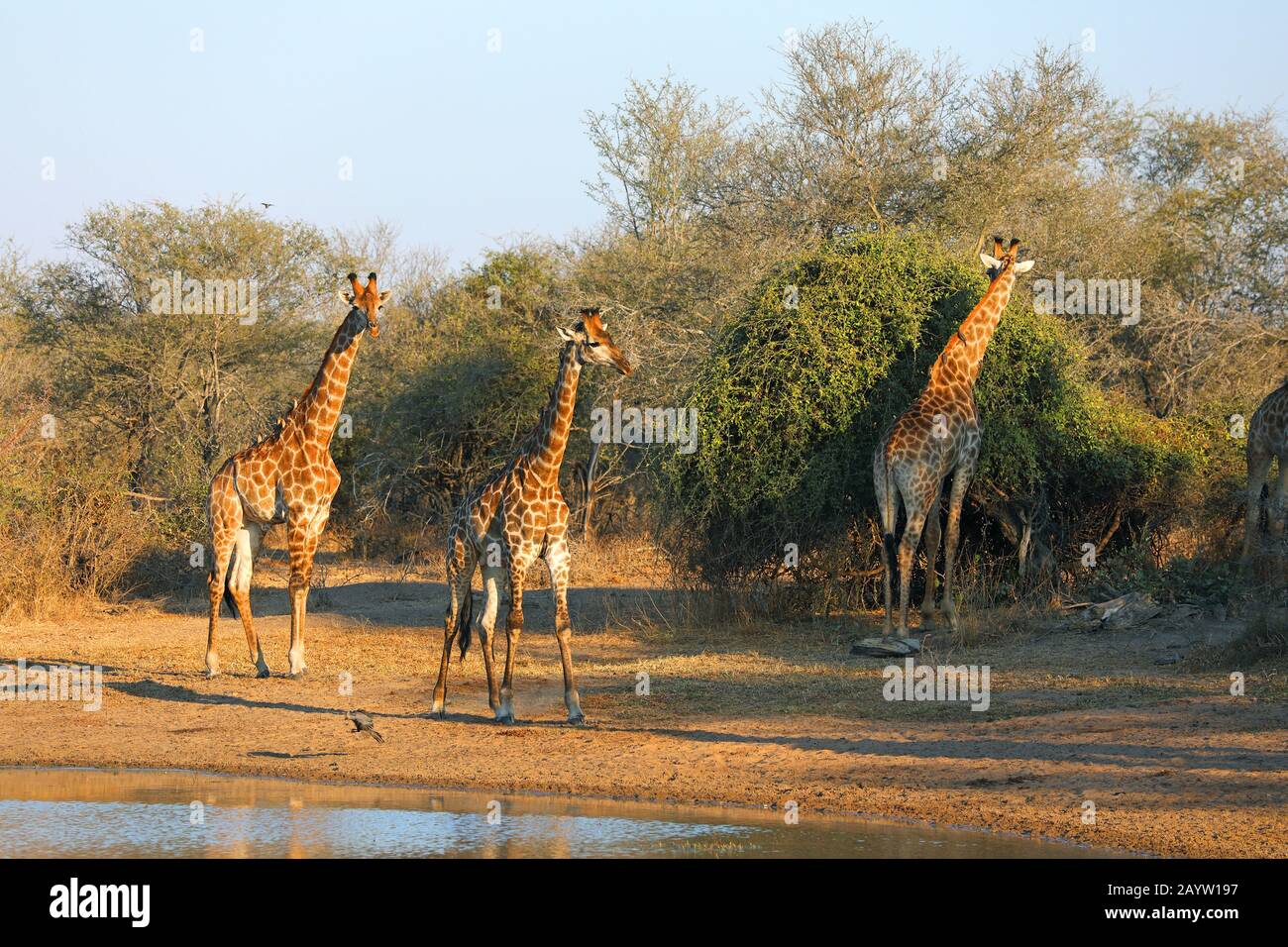 Giraffe (Giraffa camelopardalis), Gruppe an einem Wasserloch, Südafrika, Mpumalanga, Kruger National Park Stockfoto