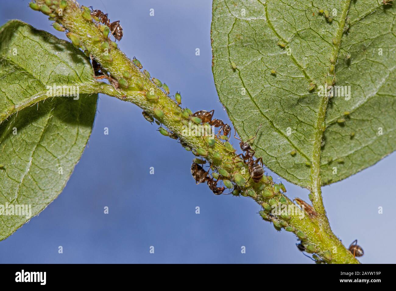 Schwarze Ameise, gemeine schwarze Ameise, Gartenameise (Lasius niger), Melkaphiden, Deutschland, Bayern Stockfoto
