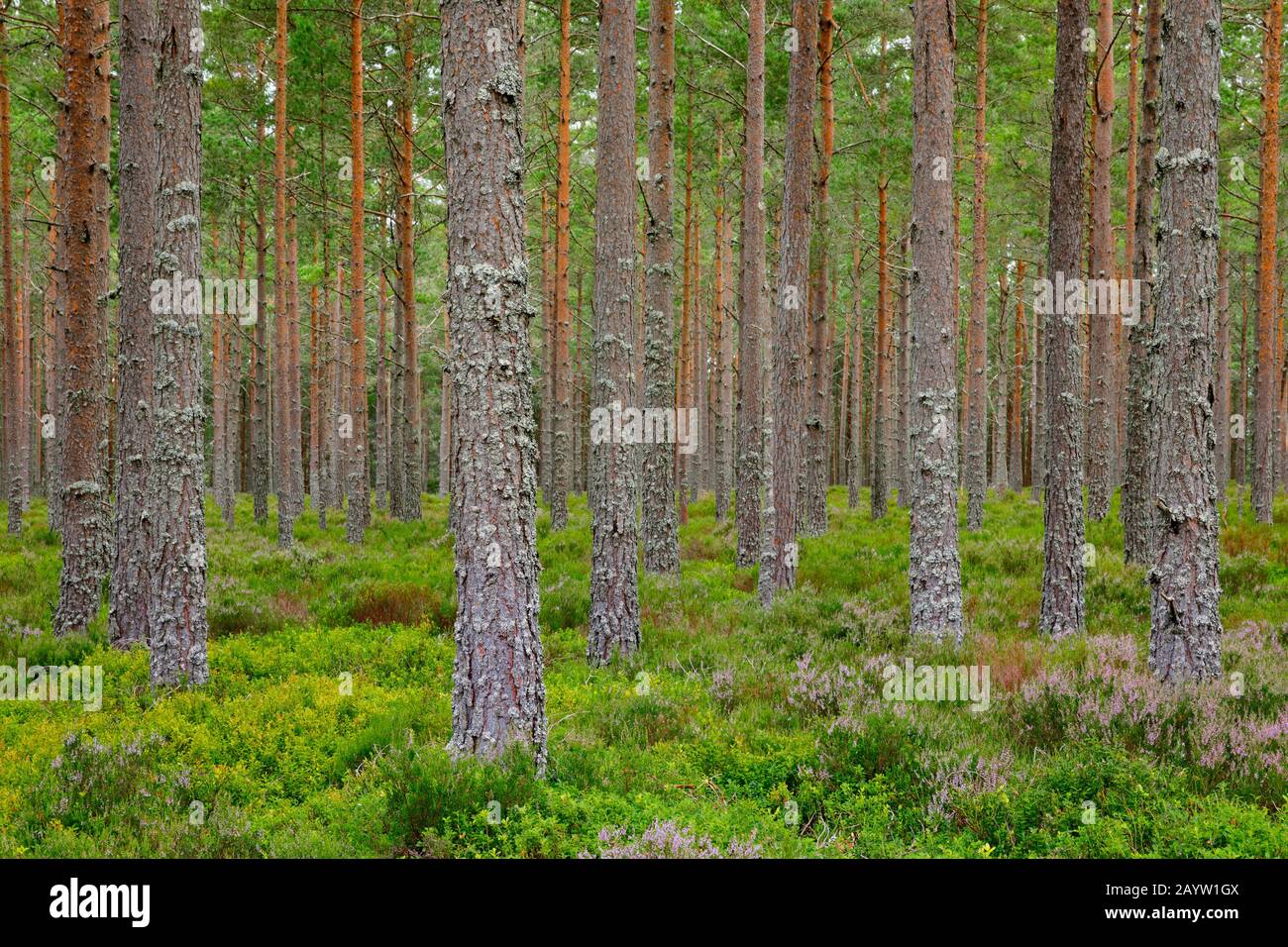 Scotch Pine, Scots Pine (Pinus sylvestris), Kiefernholz mit Heide, Schweiz Stockfoto