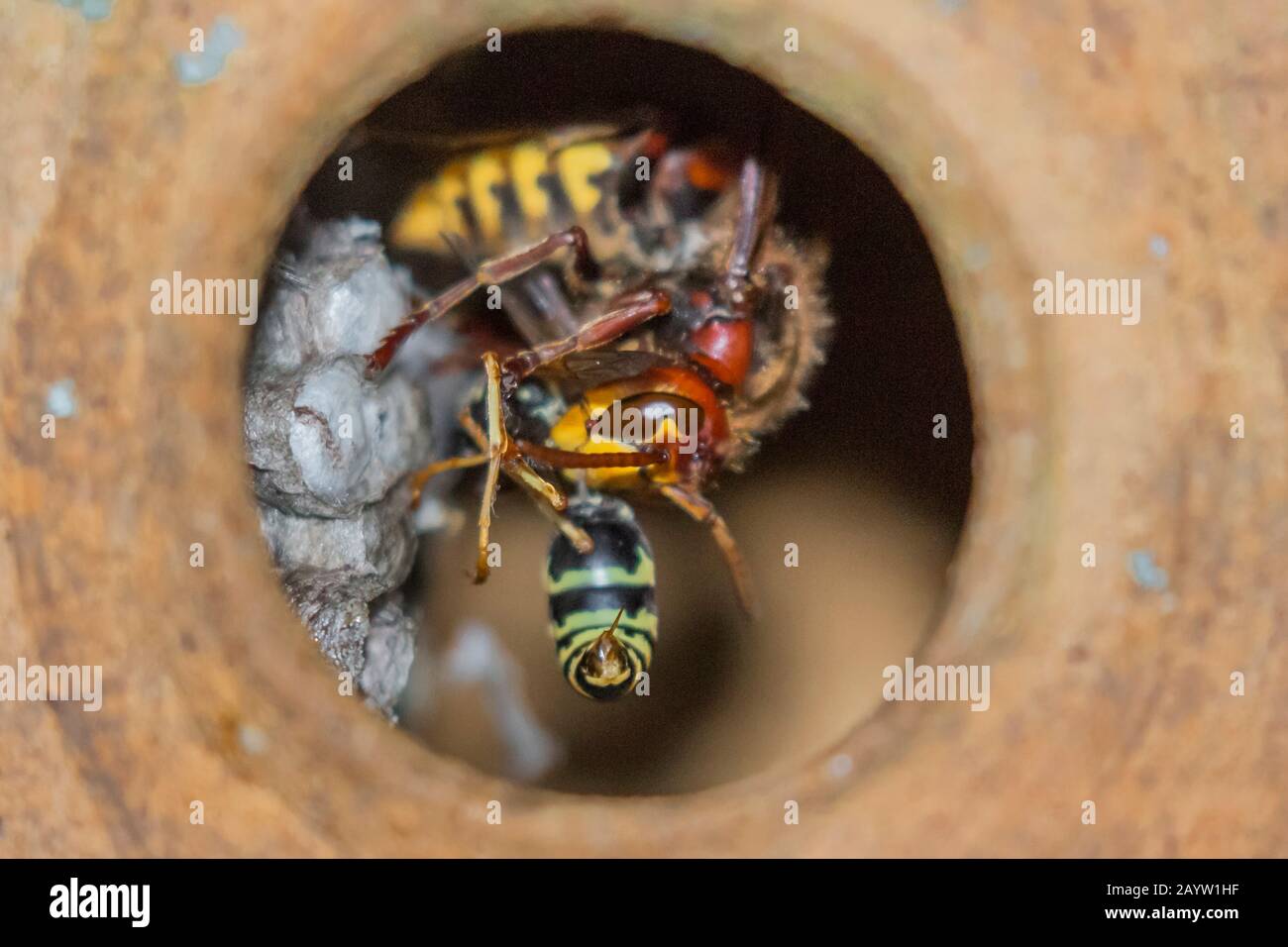 Hornet, braunes Hornet, europäisches Hornet (Vespa crabro), kämpft mit Wespe im Nest, sing der Wespe sichtbar, Deutschland, Bayern, Niederbayern, Niederbayern Stockfoto