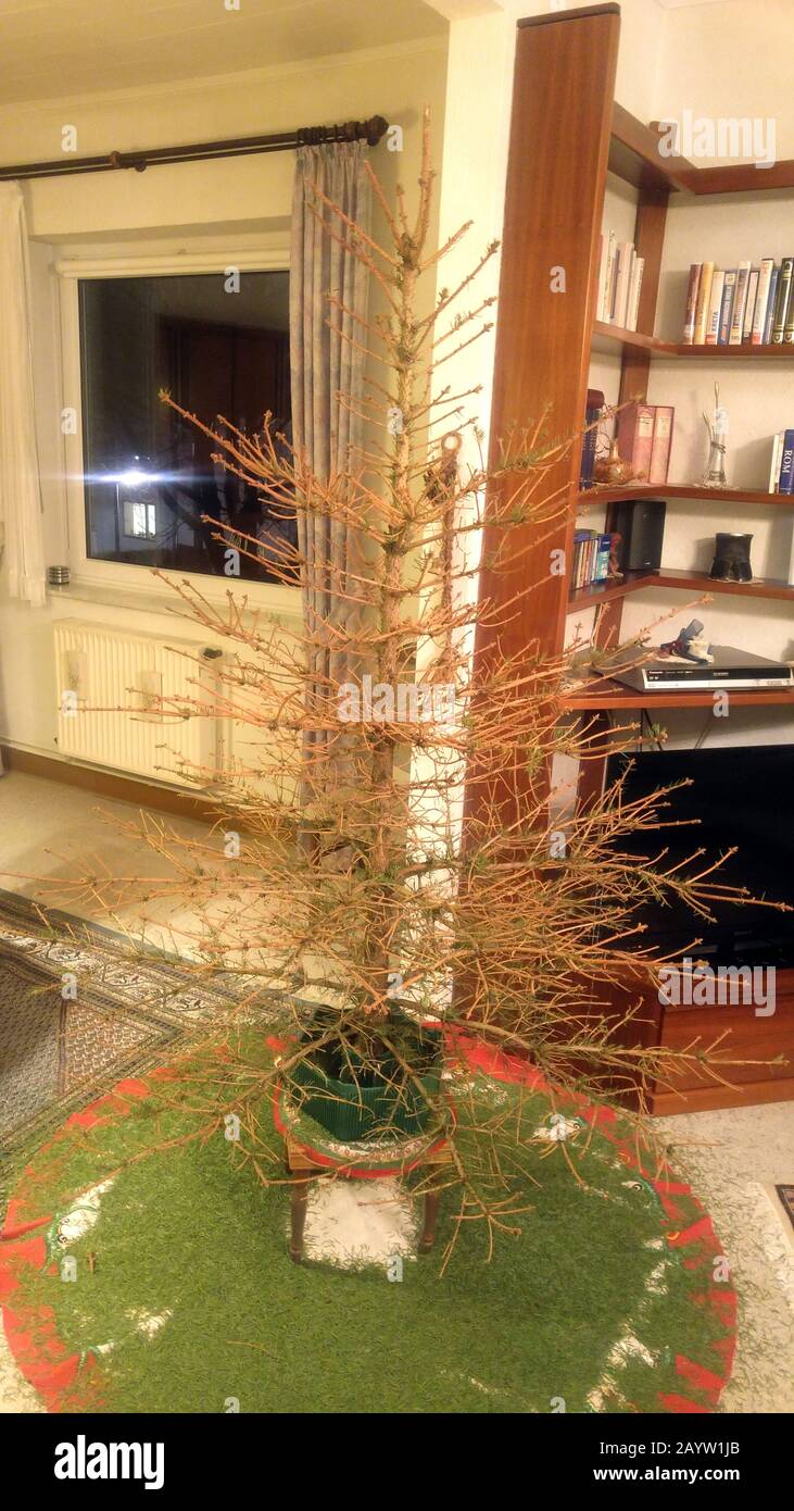 Weihnachtsbaum ohne Nadeln in einem deutschen Wohnzimmer, Deutschland Stockfoto