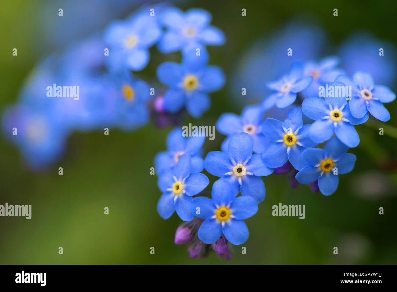 Alpine Forget-me-not (Myosotis alpestris), Blooming, Deutschland, Bayern Stockfoto