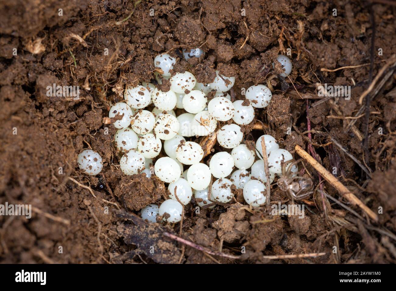 Ein Haufen weißer Eier einer Gartenschnalle - Helix Aspersa, im Boden. Stockfoto
